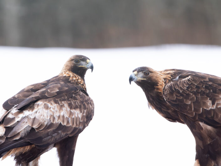 Golden Eagles couple in Estonia kaljukotkad Eesti