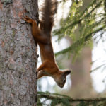 Orav, Red Squirrel