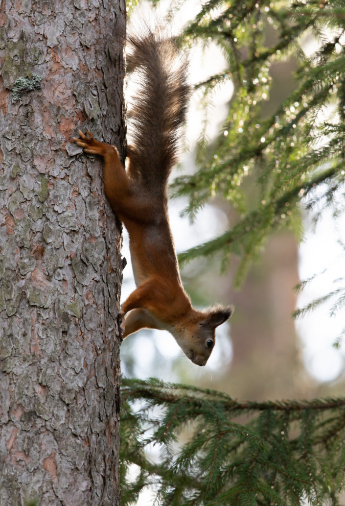 Orav, Red Squirrel