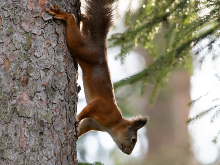 Orav, Red Squirrel