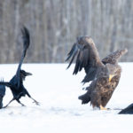 White Tailed Eagle Merikotkas