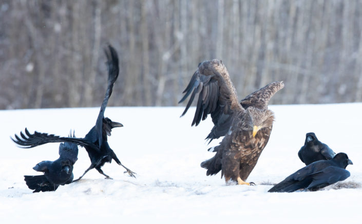 White Tailed Eagle Merikotkas