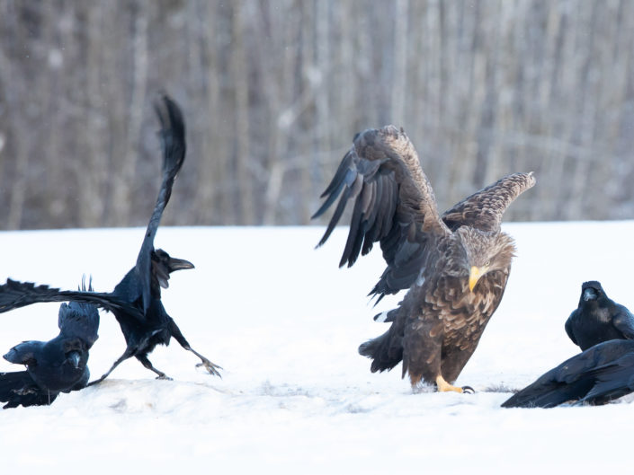 White Tailed Eagle Merikotkas