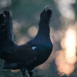 Capercaillie Metsis