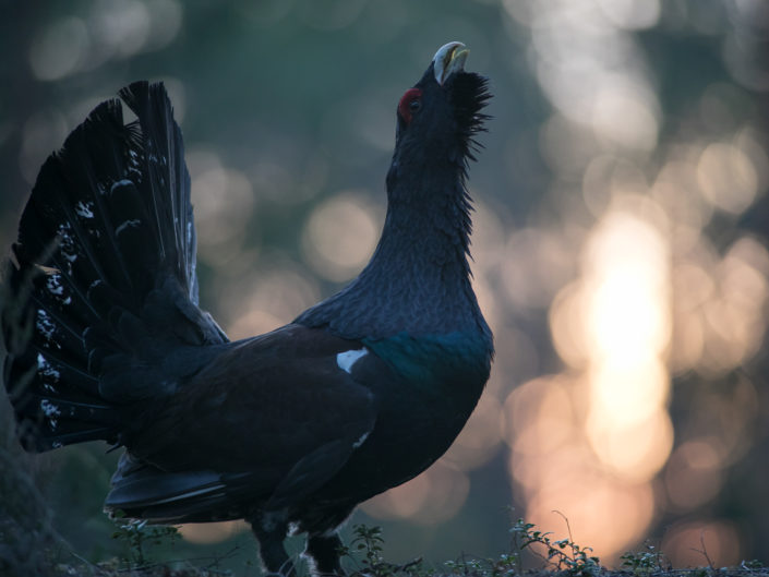 Capercaillie Metsis