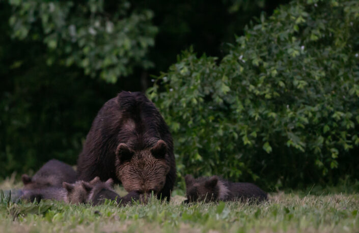 Brown Bear cubs with mother Brown Bear watching in Estonia karuvaatlus Eesti karuema