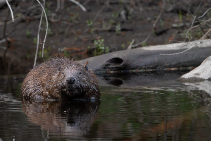 Kobras Beaver