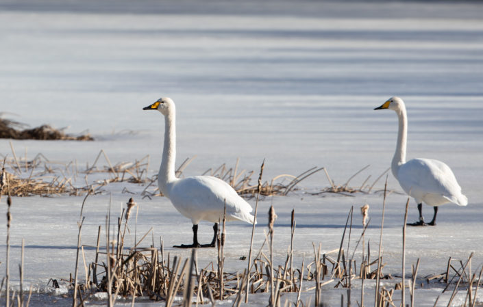 Laululuik Whooper Swan