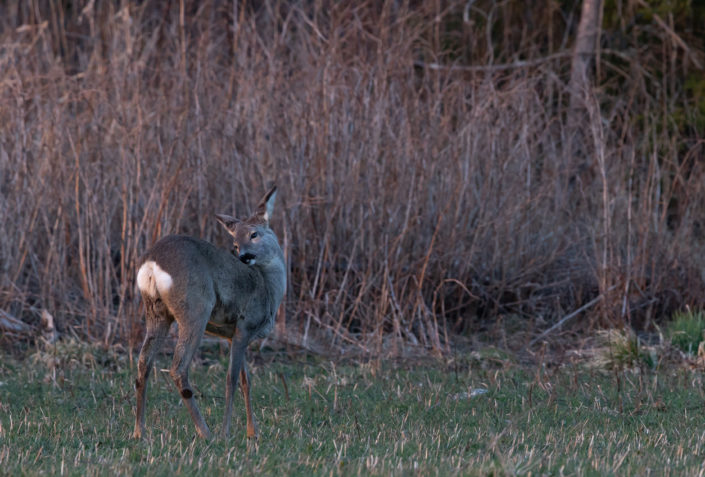 Roe Deer Metskits