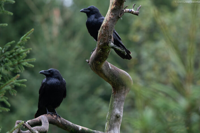 Ravens birds Estonia bird watching rongad Eesti