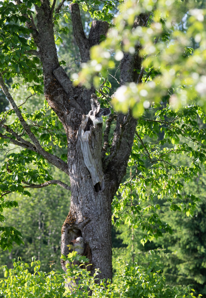 Händkaku poeg Ural Owl