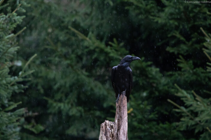 Ravens birds Estonia bird watching rongad Eesti