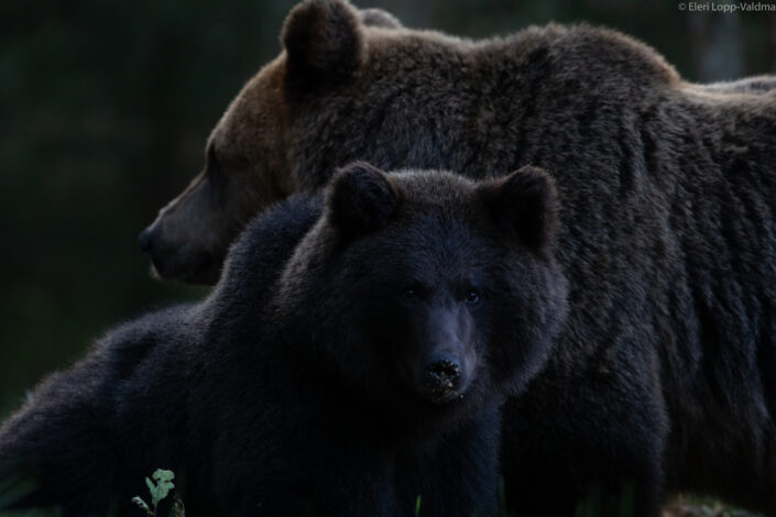 Brown Bear cubs with mother Brown Bear watching in Estonia karuvaatlus Eesti karuema