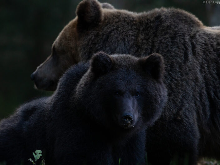 Brown Bear cubs with mother Brown Bear watching in Estonia karuvaatlus Eesti karuema