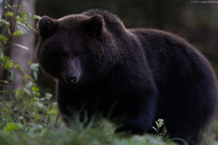 Brown Bear cubs with mother Brown Bear watching in Estonia karuvaatlus Eesti karuema