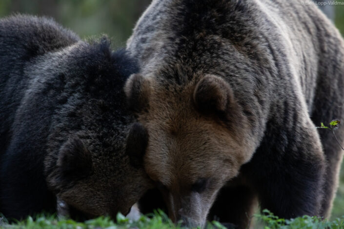 Brown Bear cubs with mother Brown Bear watching in Estonia karuvaatlus Eesti karuema