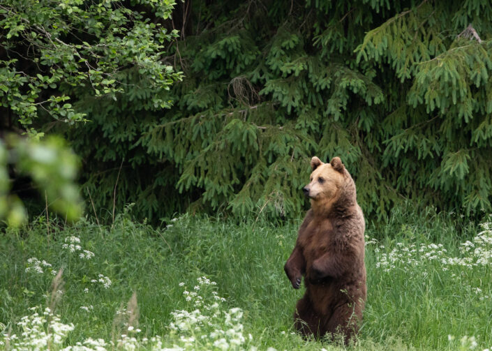 Brown Bear watching in Estonia karuvaatlus Eesti karuema