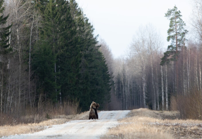 Pruunkaru karu Brown Bear bear watching in estonia karuvaatlus