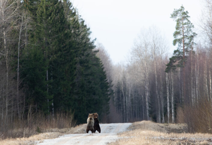 Pruunkaru karu Brown Bear bear watching in estonia karuvaatlus