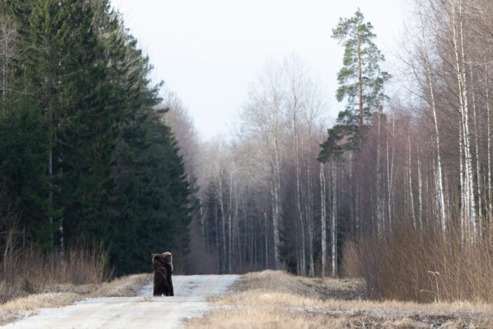 Pruunkaru karu Brown Bear bear watching in estonia karuvaatlus