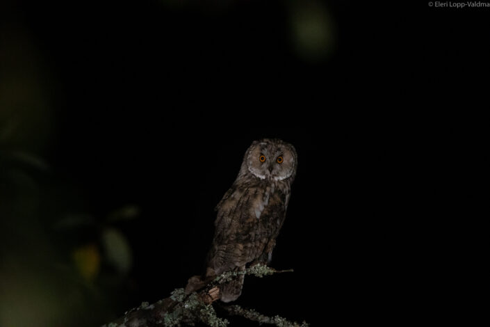 Kõrvukräts, Long-eared Owl, Asio otus