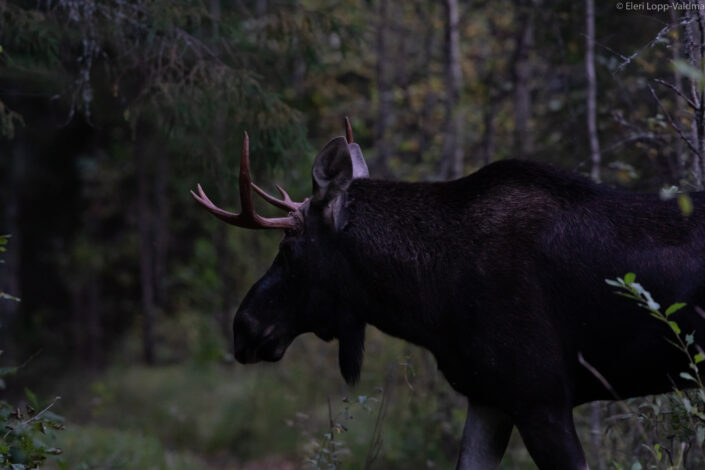Moose bull elk põder pull Eesti Estonia