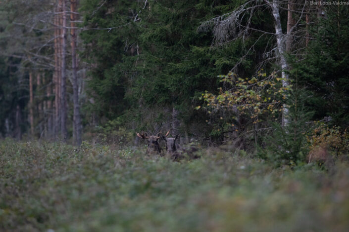 Moose elk cow moose bull põder pull lehm jooksuaeg