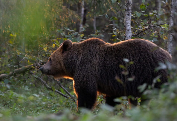 Pruunkaru karu Brown Bear bear watching in estonia karuvaatlus