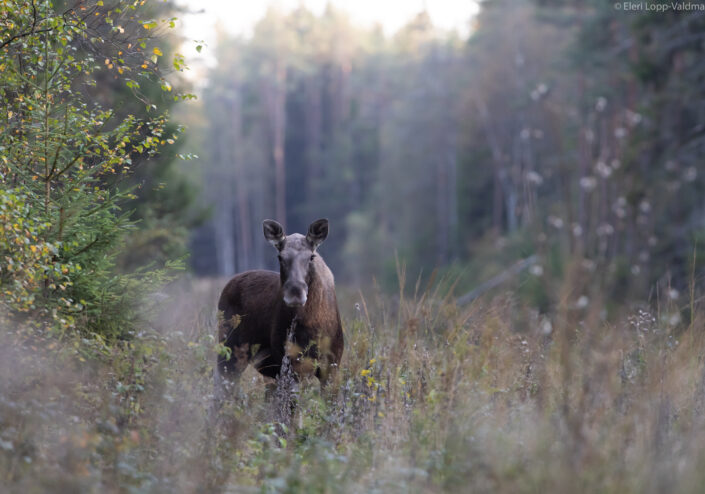 Moose Põder Alces Alces