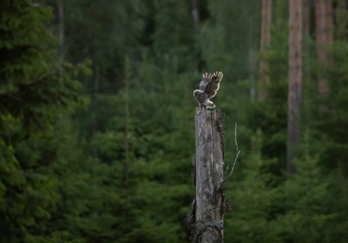 Händkaku poeg Ural Owl