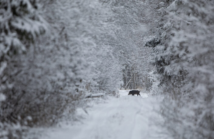 Metssiga wild boar sus scrofa In Estonia