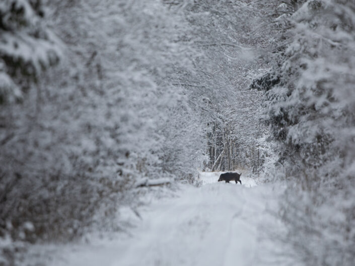 Metssiga wild boar sus scrofa In Estonia