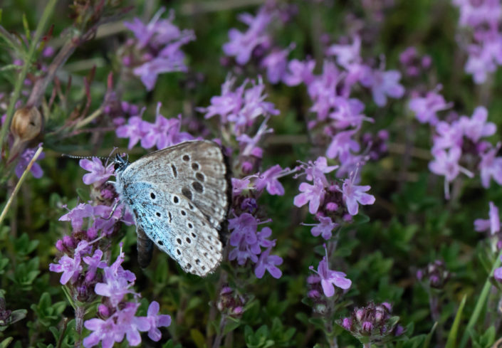 Large Blue Nõmme -Tähniksinitiib