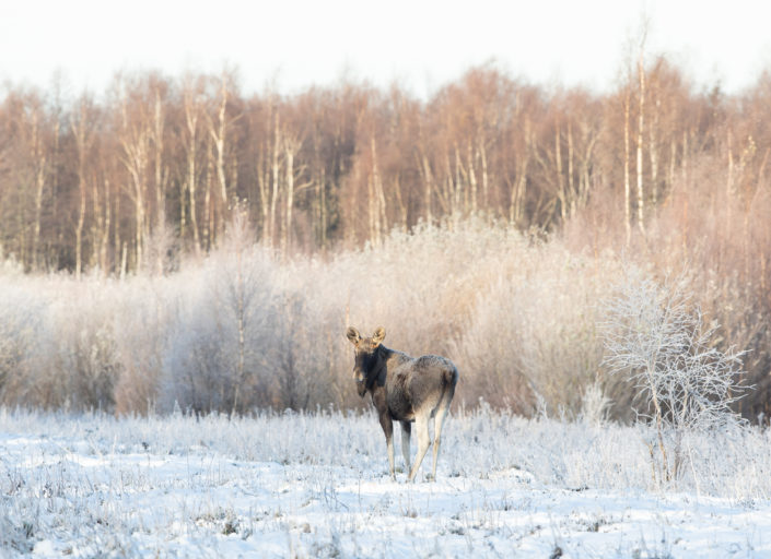 Põder Moose Elk