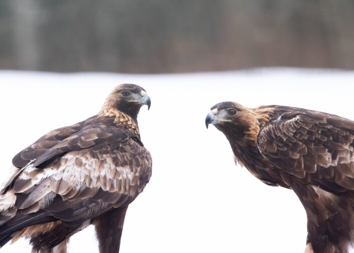 Golden Eagles couple in Estonia kaljukotkad Eesti