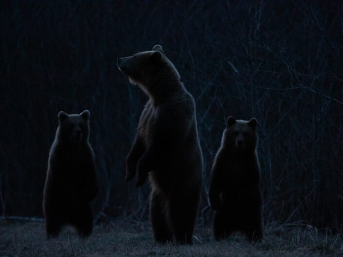 Brown Bear cubs with mother Brown Bear watching in Estonia karuvaatlus Eesti karuema