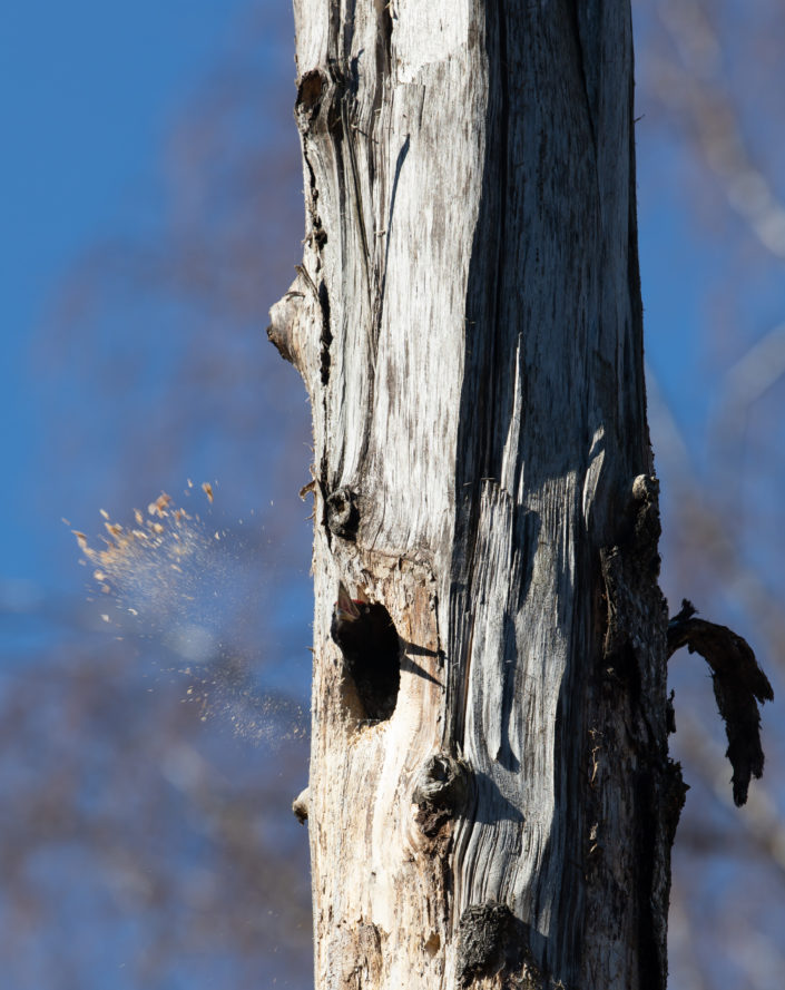 Musträhn Black Woodpecker