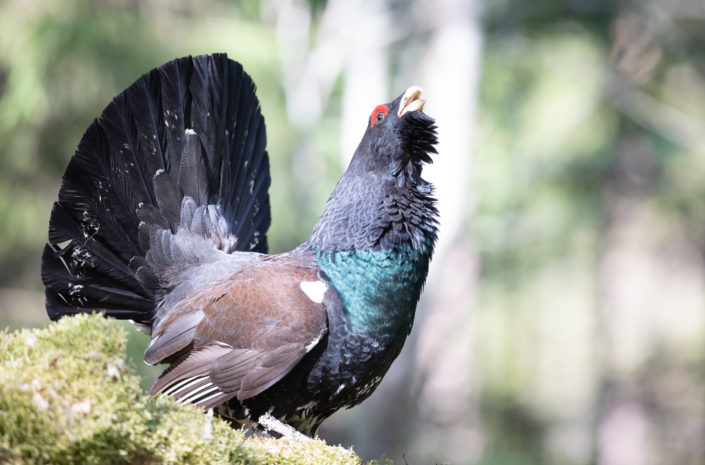 Capercaillie Metsis