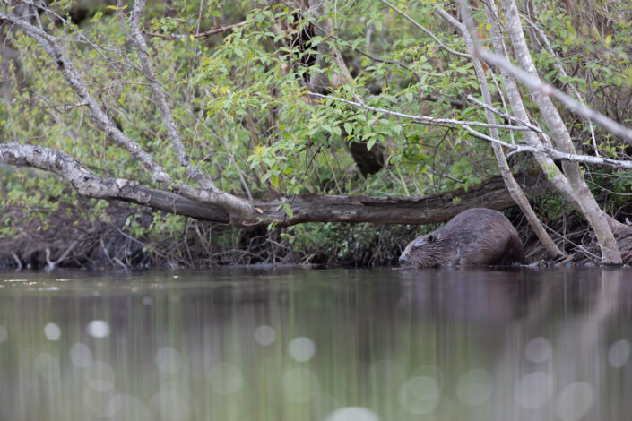 Beaver Estonia kobras beawer watching kopravaatlus