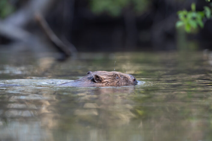 Beaver Estonia kobras beawer watching kopravaatlus