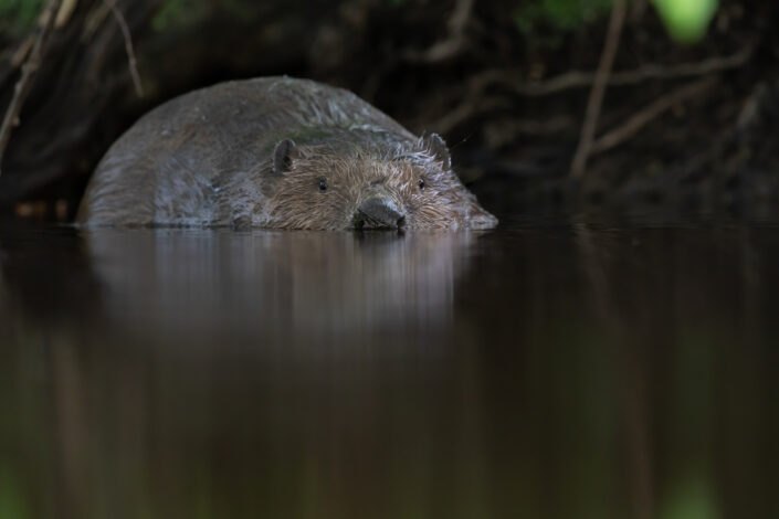 Beaver Estonia kobras beawer watching kopravaatlus