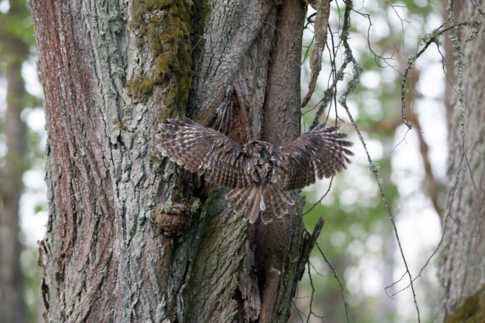 Tawny owl kodukakk Eesti kakud Estonia owls