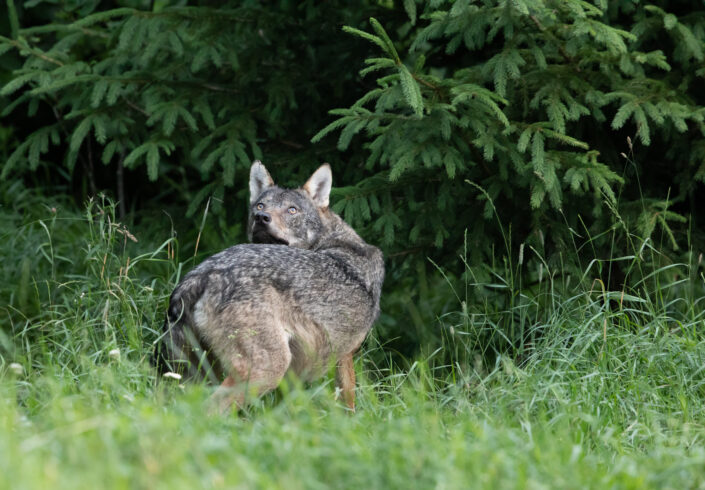 Wolf wolf watching photography hunt Eesti hundivaatlus