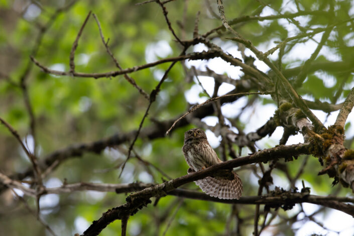 Värbkakk Pygmy owl eesti kakud estonia owls