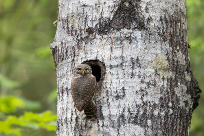 Värbkakk Pygmy owl eesti kakud estonia owls