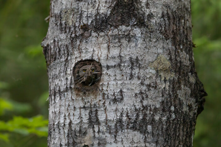 Värbkakk Pygmy owl eesti kakud estonia owls