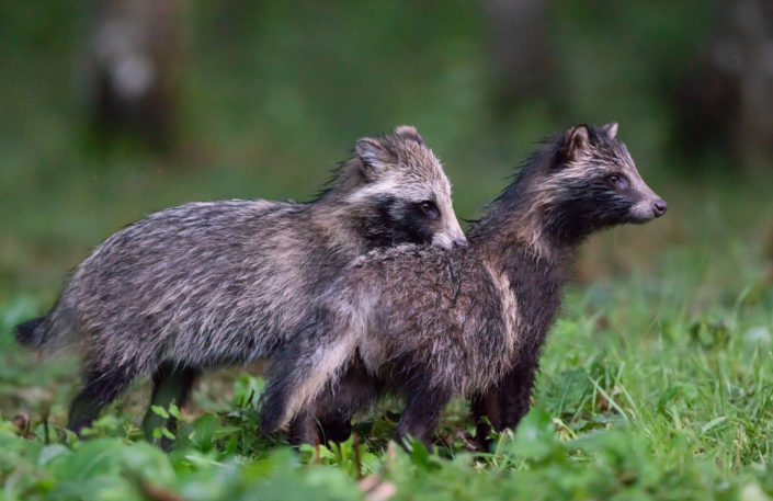 Kähriku pojad, raccoon dog cubs