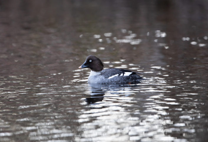 Sõtkas GoldenEye