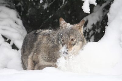 Huntvaleri
