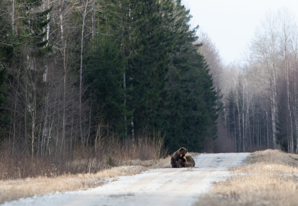 Brown bears mating in Estonia